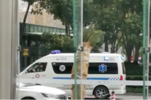 拼多多员工匿名发帖被辞退！脉脉、拼多多回应来了 到底该信谁？