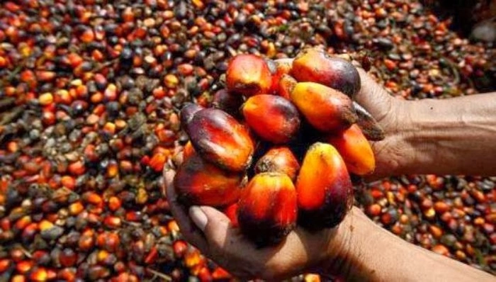 马来西亚财政部:棕榈油价格上涨为该国带来100亿林吉特税收 马来西亚财政部:棕榈油价格上涨为该国带来100亿林吉特税收