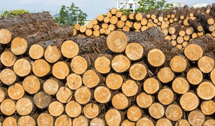 马来西亚木材出口总额预计翻倍