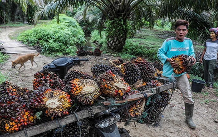 马来西亚1至6月棕油出口飙55.2% 马来西亚1至6月棕油出口飙55.2%