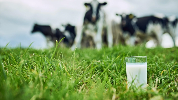 蒙牛稳步朝年初业绩目标迈进 蒙牛稳步朝年初业绩目标迈进