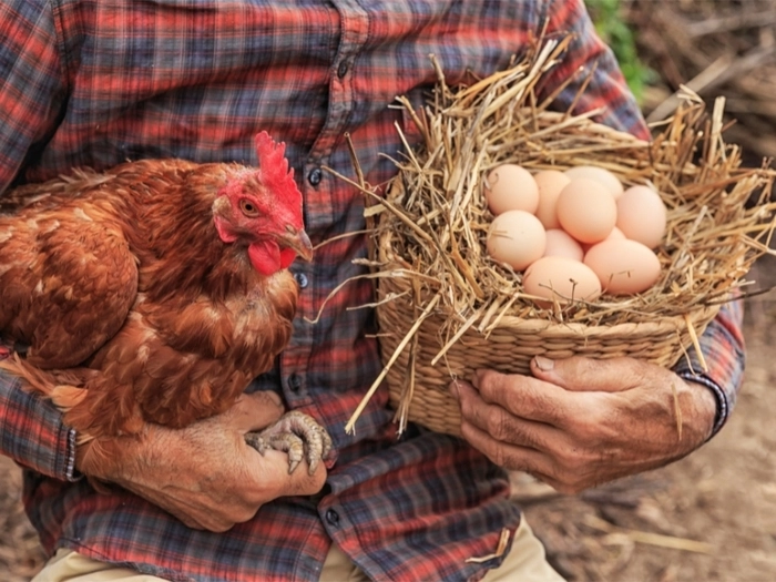 新加坡首次从文莱进口鸡蛋 新加坡首次从文莱进口鸡蛋