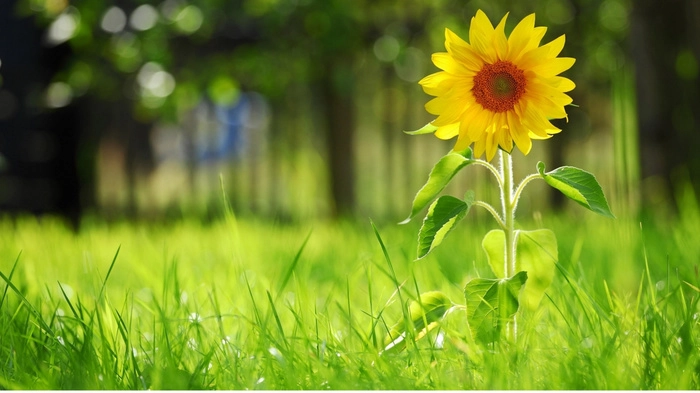 用科技讲好环保故事,百度何俊杰出席联合国会议 用科技讲好环保故事,百度何俊杰出席联合国会议