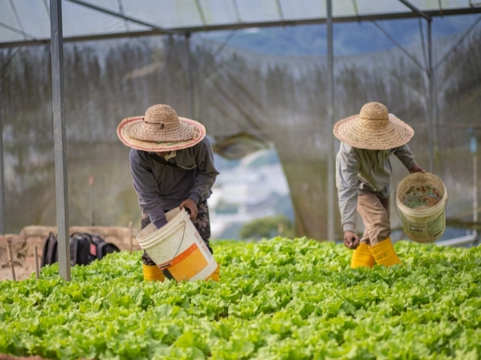 越南2022肥料出口同比增长超34%