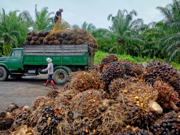 马来西亚棕榈油局：预计榈油出口收入将减少24%