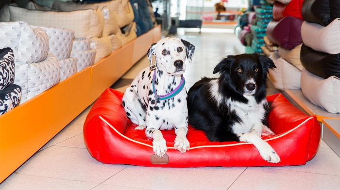 【机构股评】Chewy预计今年客户数量将增加 【机构股评】Chewy预计今年客户数量将增加