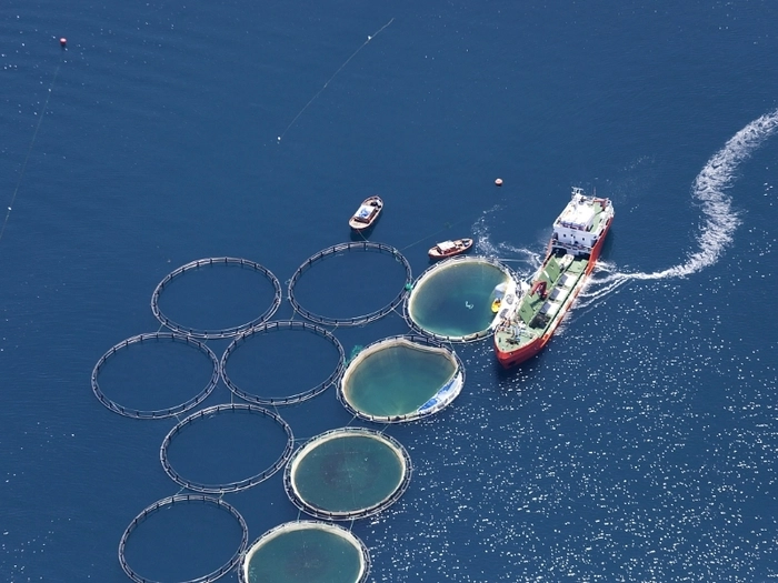 越南海鲜出口行业开始复苏 越南海鲜出口行业开始复苏