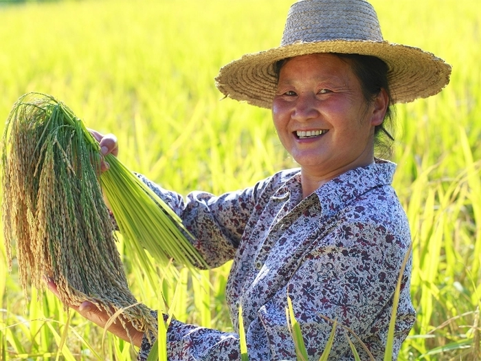 柬埔寨2025年目标出口100万吨大米 柬埔寨2025年目标出口100万吨大米