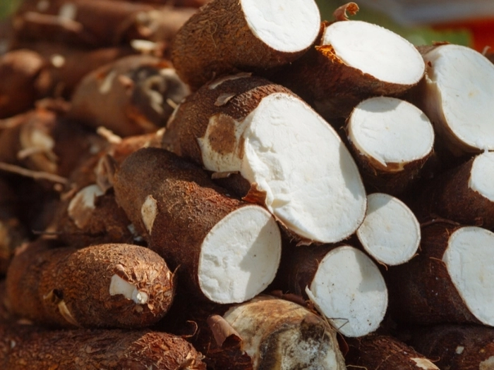 【RCEP财讯】泰国宣布打造世界木薯之仓 【RCEP财讯】泰国宣布打造世界木薯之仓