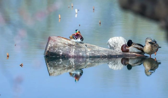 4643580.jpg 4643580.jpg