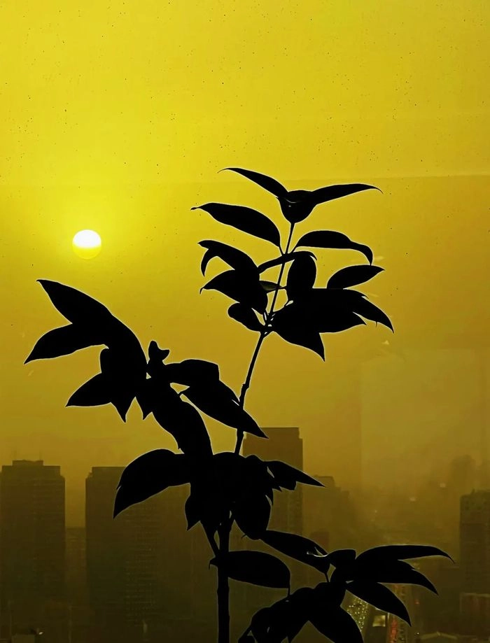 【大宗·期货】期货橱窗 | 从期权市场看铜铝锌价格预期变化 【大宗·期货】期货橱窗 | 从期权市场看铜铝锌价格预期变化