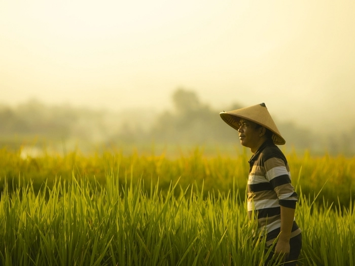 【RCEP财讯】印尼多地大米价格下跌 【RCEP财讯】印尼多地大米价格下跌