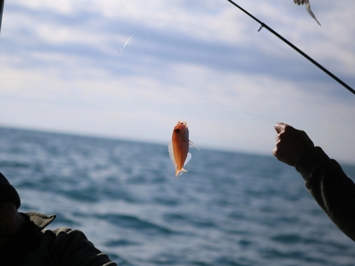 【RCEP财讯】越南加大对查鱼副产品加工投资,发掘水产业潜力 【RCEP财讯】越南加大对查鱼副产品加工投资,发掘水产业潜力