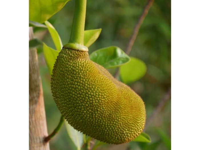 【RCEP财讯】马来西亚与中国签署出口协议,推广出口菠萝蜜和水产饲料 【RCEP财讯】马来西亚与中国签署出口协议,推广出口菠萝蜜和水产饲料