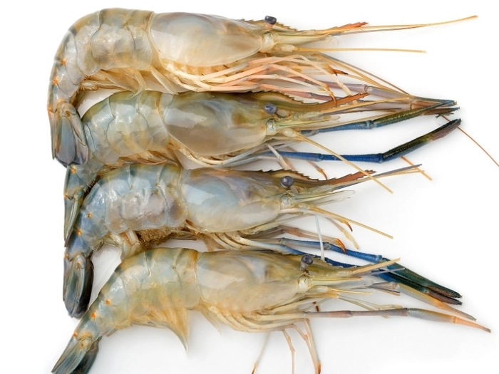 【RCEP财讯】越南槟椥省推广高科技养虾业 【RCEP财讯】越南槟椥省推广高科技养虾业