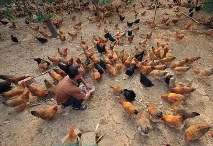 【RCEP财讯】越南一季度饲养家禽约5.51 亿只 【RCEP财讯】越南一季度饲养家禽约5.51 亿只