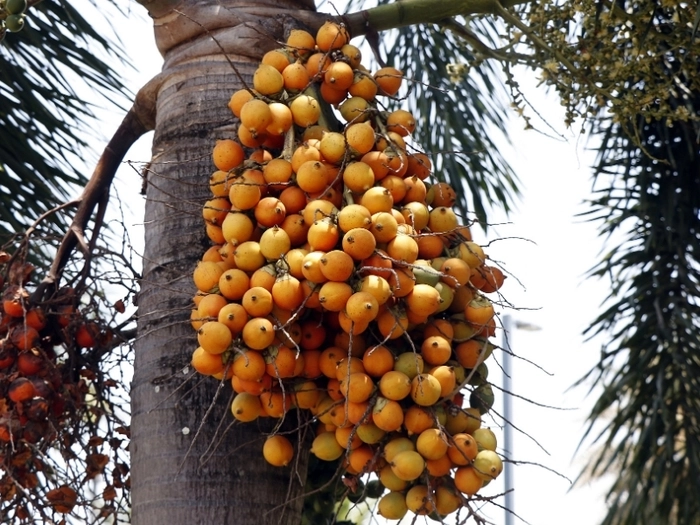 【RCEP财讯】马来西亚森那美种植首季净利急跌90.39% 【RCEP财讯】马来西亚森那美种植首季净利急跌90.39%