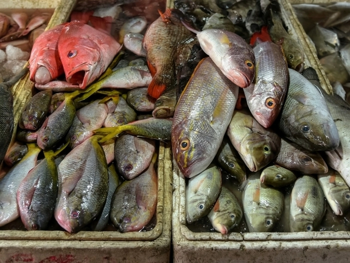 【RCEP财讯】印尼海事和渔业部推动金枪鱼苗种养殖，提升经济附加值与渔民福利