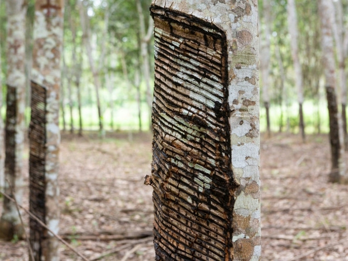 【RCEP财讯】马来西亚4月天然胶产量下降13.7%,但树胶产量增长3.4% 【RCEP财讯】马来西亚4月天然胶产量下降13.7%,但树胶产量增长3.4%