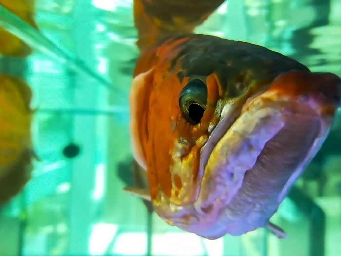 【RCEP财讯】马来西亚金龙鱼出口持续增长,中国为最大市场 【RCEP财讯】马来西亚金龙鱼出口持续增长,中国为最大市场