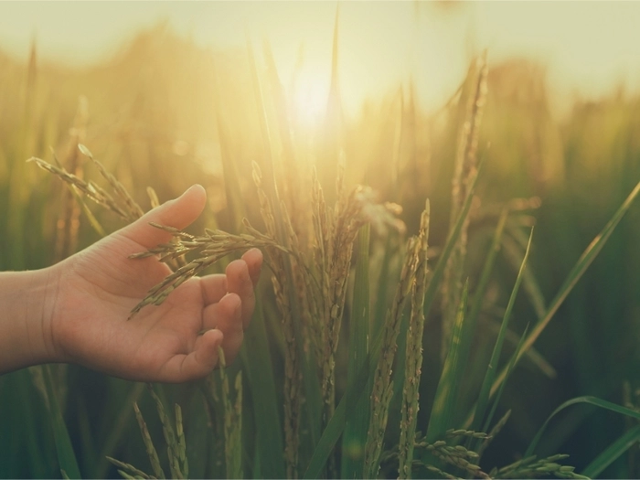 【RCEP财讯】柬埔寨大米出口增长,中国市场占据重要地位 【RCEP财讯】柬埔寨大米出口增长,中国市场占据重要地位