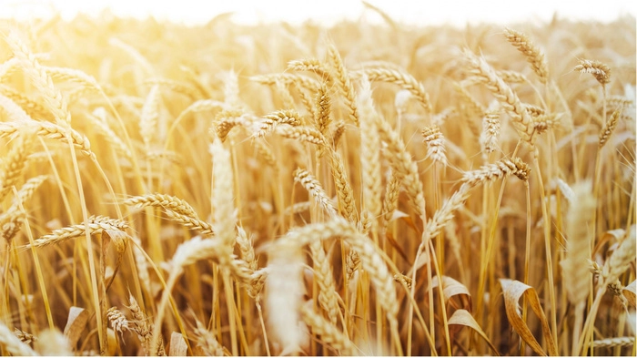 【财报深度解读】中粮年营收超7000亿,背后是粮食暗战? 【财报深度解读】中粮年营收超7000亿,背后是粮食暗战?