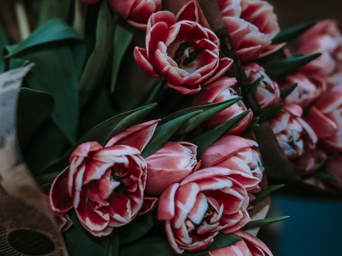 【RCEP财讯】河内花卉种植者利用高科技创造新收入来源 【RCEP财讯】河内花卉种植者利用高科技创造新收入来源