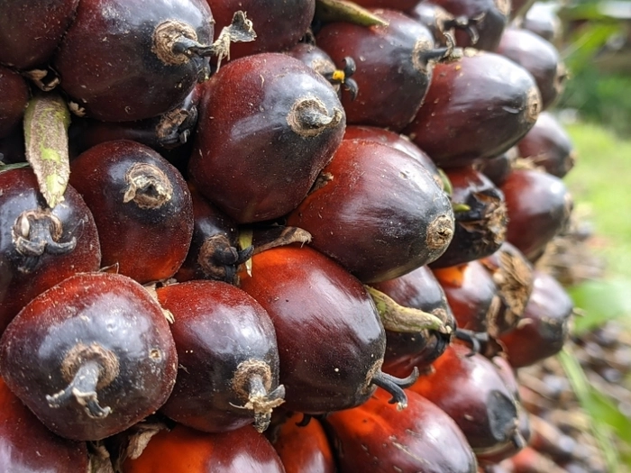 【RCEP财讯】越南化肥出口市场价格下跌 【RCEP财讯】越南化肥出口市场价格下跌