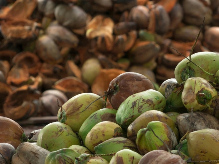 【RCEP财讯】越南着眼发展椰子经济 【RCEP财讯】越南着眼发展椰子经济