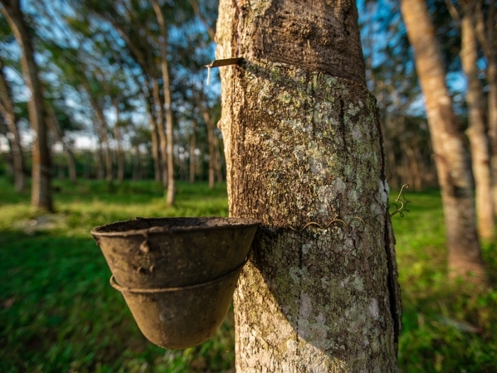 【RCEP财讯】柬埔寨橡胶出口逆势增长42.1% 【RCEP财讯】柬埔寨橡胶出口逆势增长42.1%