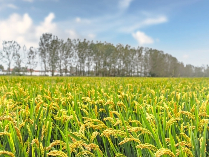 【RCEP财讯】印尼国有物流公司成功抑制大米通胀率在0.4% 【RCEP财讯】印尼国有物流公司成功抑制大米通胀率在0.4%