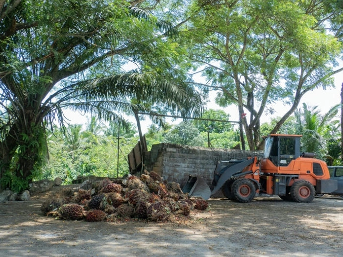 【RCEP财讯】马来西亚2023年棕榈油产量预计增至1900万吨,出口量预计增长1.8% 【RCEP财讯】马来西亚2023年棕榈油产量预计增至1900万吨,出口量预计增长1.8%