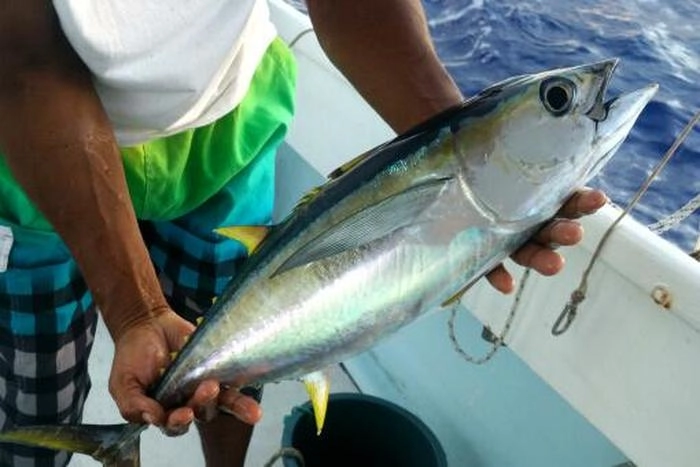 【RCEP财讯】越南金枪鱼出口订单增加 【RCEP财讯】越南金枪鱼出口订单增加