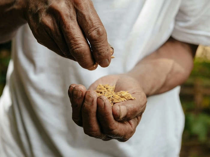 【RCEP财讯】马来西亚稻农担心生计不稳 稻种价格上涨超20%