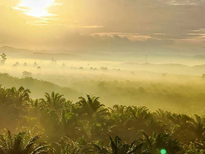 【RCEP财讯】印度尼西亚经济事务协调部长强调棕榈油产业的贡献和可持续性