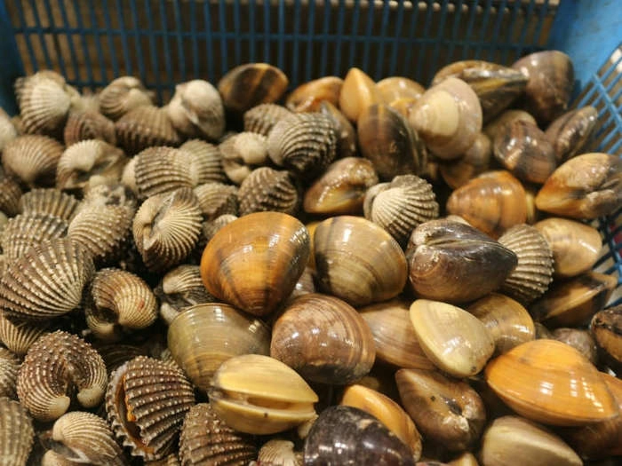 【RCEP财讯】越南蛤蜊产业蓬勃发展,可持续养殖迎来新台阶 【RCEP财讯】越南蛤蜊产业蓬勃发展,可持续养殖迎来新台阶