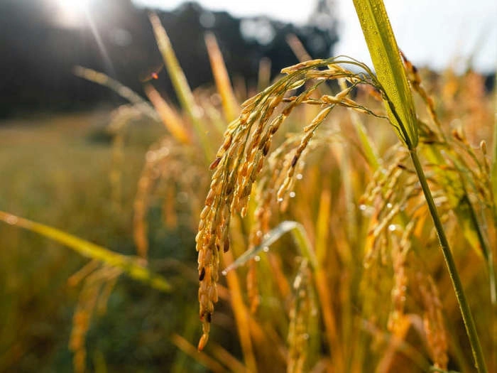 【RCEP财讯】ING银行:菲律宾大米价格上涨令央行保持高度戒备 【RCEP财讯】ING银行:菲律宾大米价格上涨令央行保持高度戒备