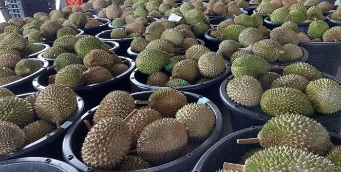 【RCEP财讯】马来西亚猫山王迎战越南、泰国:如何保持在中国市场的高端地位? 【RCEP财讯】马来西亚猫山王迎战越南、泰国:如何保持在中国市场的高端地位?