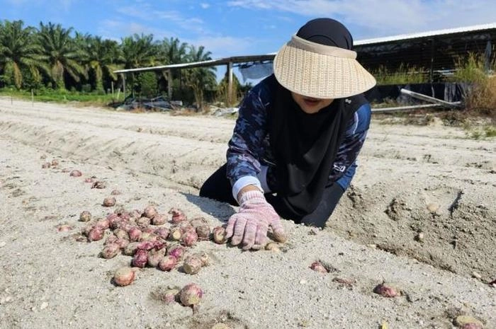 【RCEP财讯】马来西亚推出三种本地红葱品种,旨在降低洋葱进口依赖 【RCEP财讯】马来西亚推出三种本地红葱品种,旨在降低洋葱进口依赖