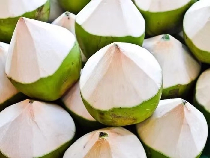 【RCEP财讯】柬埔寨椰子产量增加2.4%