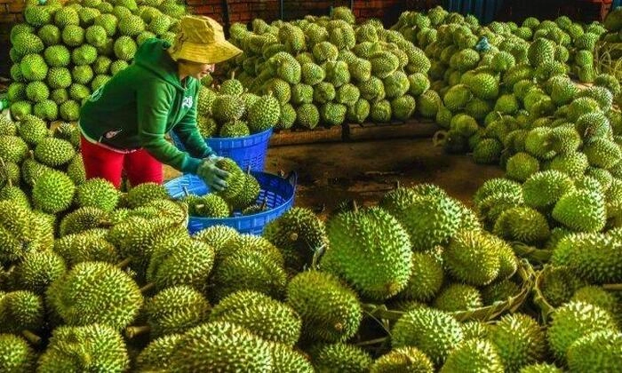 【RCEP财讯】越南新鲜榴梿超越泰国,成为中国市场主力 【RCEP财讯】越南新鲜榴梿超越泰国,成为中国市场主力