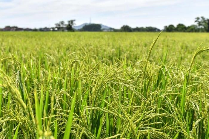 【RCEP财讯】马来西亚与中国合作研发耐盐碱性稻米以提高粮食安全 【RCEP财讯】马来西亚与中国合作研发耐盐碱性稻米以提高粮食安全