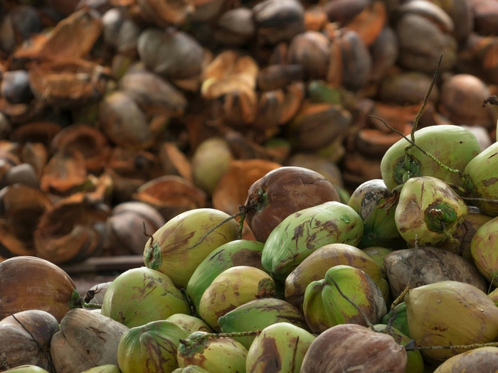 【RCEP财讯】柬埔寨即将向中国出口椰子 【RCEP财讯】柬埔寨即将向中国出口椰子