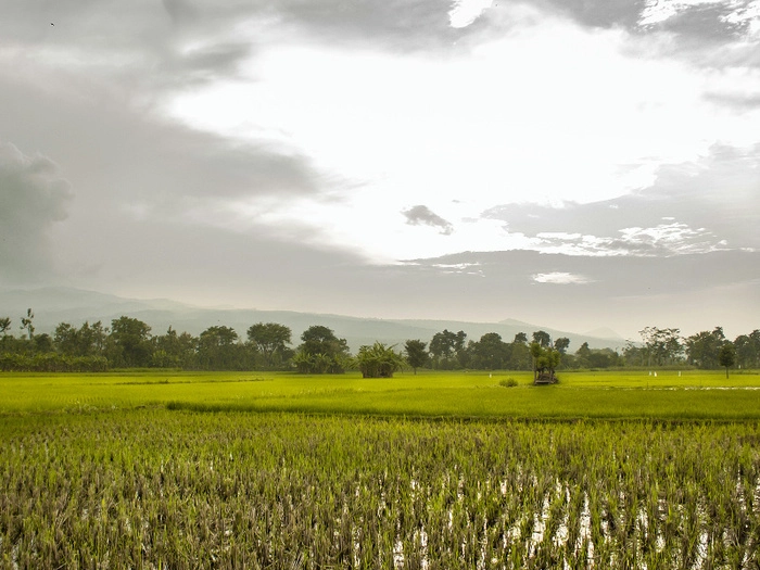 【RCEP财讯】柬埔寨大米出口创新高,创汇1.7亿美元 【RCEP财讯】柬埔寨大米出口创新高,创汇1.7亿美元