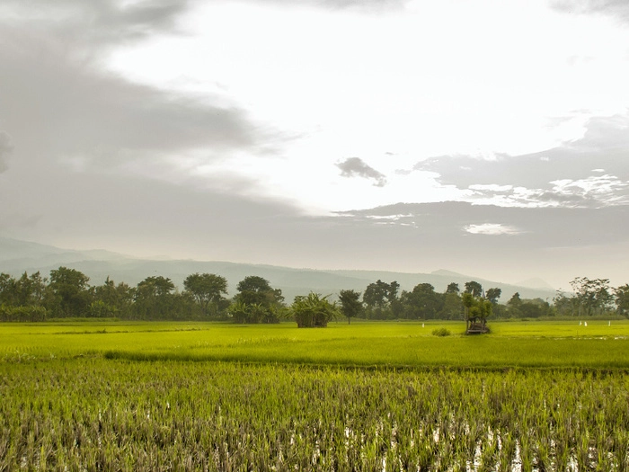 【RCEP财讯】印尼大米进口仅占国内需求4.1% 【RCEP财讯】印尼大米进口仅占国内需求4.1%