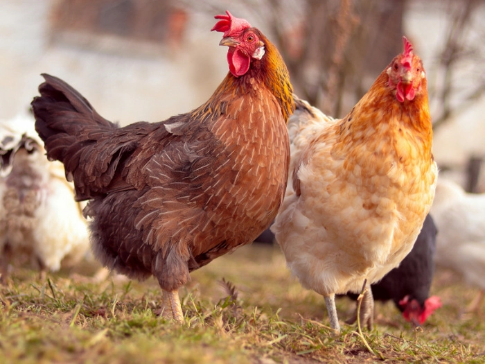 【RCEP财讯】菲律宾宣布禁止从澳大利亚进口鸟类以应对禽流感 【RCEP财讯】菲律宾宣布禁止从澳大利亚进口鸟类以应对禽流感