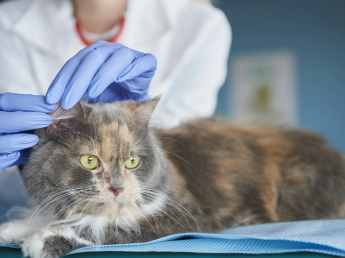 【RCEP财讯】韩国宠物市场规模迅速超过婴儿市场 【RCEP财讯】韩国宠物市场规模迅速超过婴儿市场