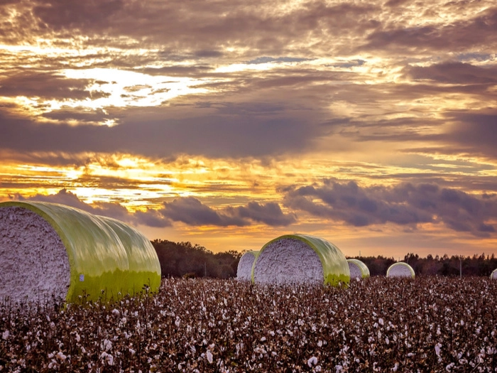 【RCEP财讯】越南上半年棉花进口额达15.3亿美元 【RCEP财讯】越南上半年棉花进口额达15.3亿美元