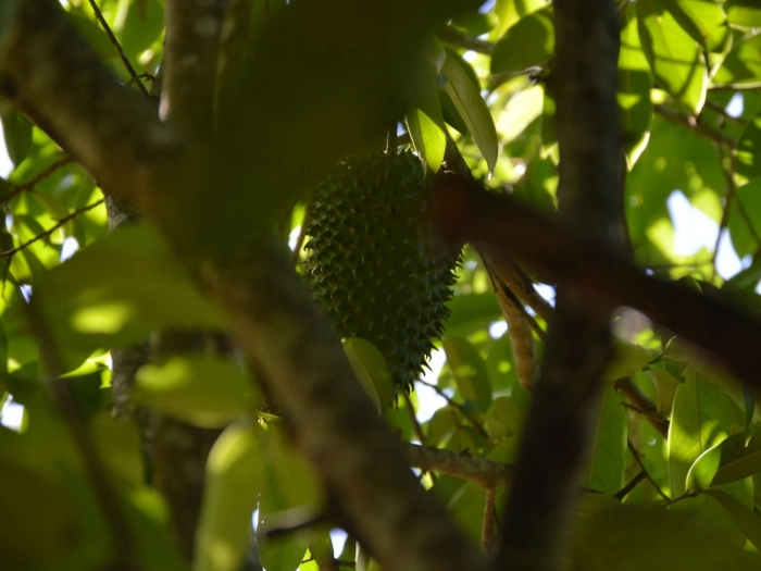 【RCEP财讯】越南榴莲掘金:中国需求增加,市场前景光明 【RCEP财讯】越南榴莲掘金:中国需求增加,市场前景光明