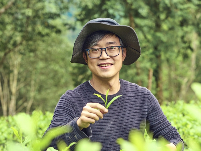 【RCEP财讯】越南成为世界第八大茶叶出口国 【RCEP财讯】越南成为世界第八大茶叶出口国